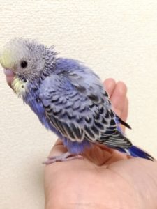 セキセイインコの雛