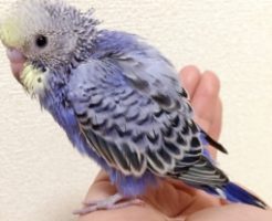 セキセイインコの雛