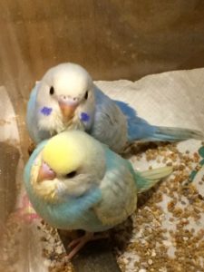 セキセイインコ2匹