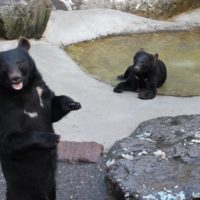 奥飛騨クマ牧場