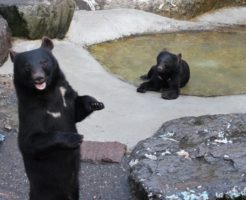 奥飛騨クマ牧場
