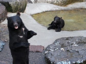 奥飛騨クマ牧場