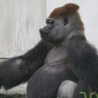浜松市動物園