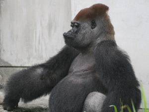 浜松市動物園