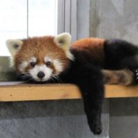 日本平動物園のレッサーパンダ