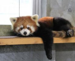 日本平動物園のレッサーパンダ