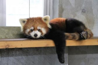 日本平動物園のレッサーパンダ