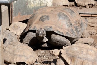 ゾウガメ
