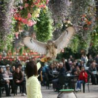 富士花鳥園のフクロウ