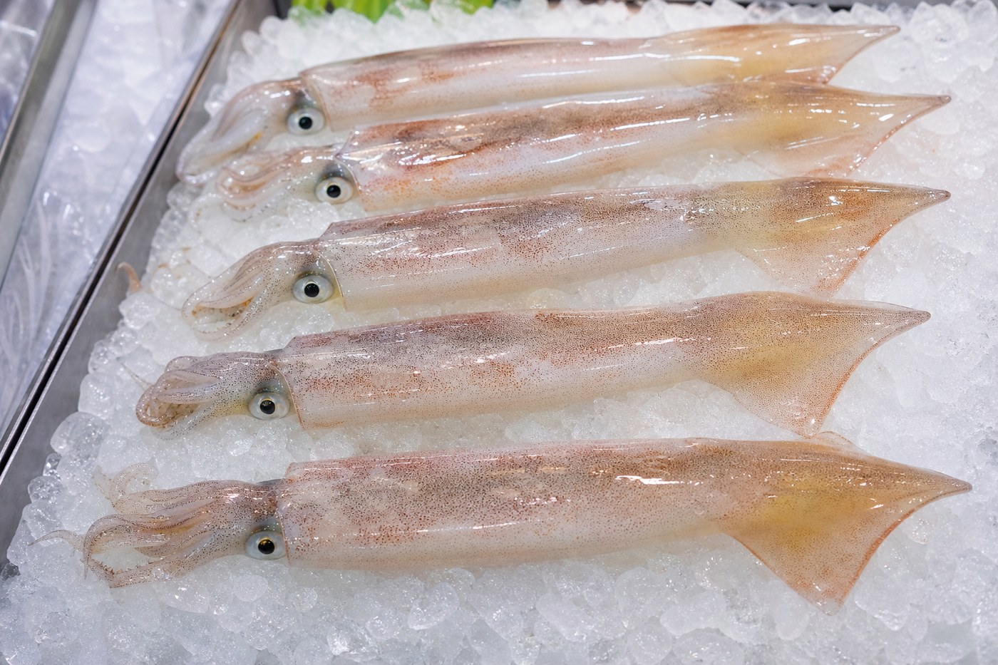 鮮魚売り場に並ぶ新鮮なヤリイカ