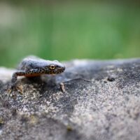 イモリかヤモリか？見た目や暮らしぶりから見分けるコツをやさしく解説