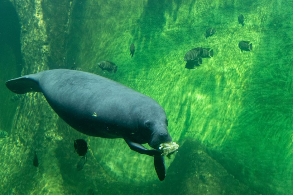 水中を泳ぐアフリカマナティー