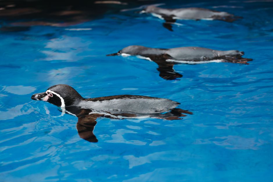 水中を泳ぐペンギン3羽