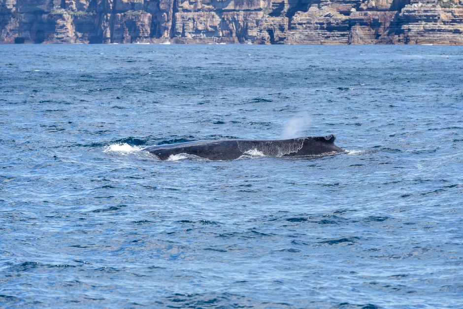 海面に浮上したザトウクジラ