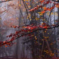紅葉2026の見頃はいつ？時期の決まり方と行く日の選び方