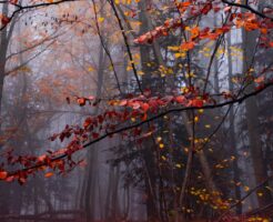 紅葉2026の見頃はいつ？時期の決まり方と行く日の選び方