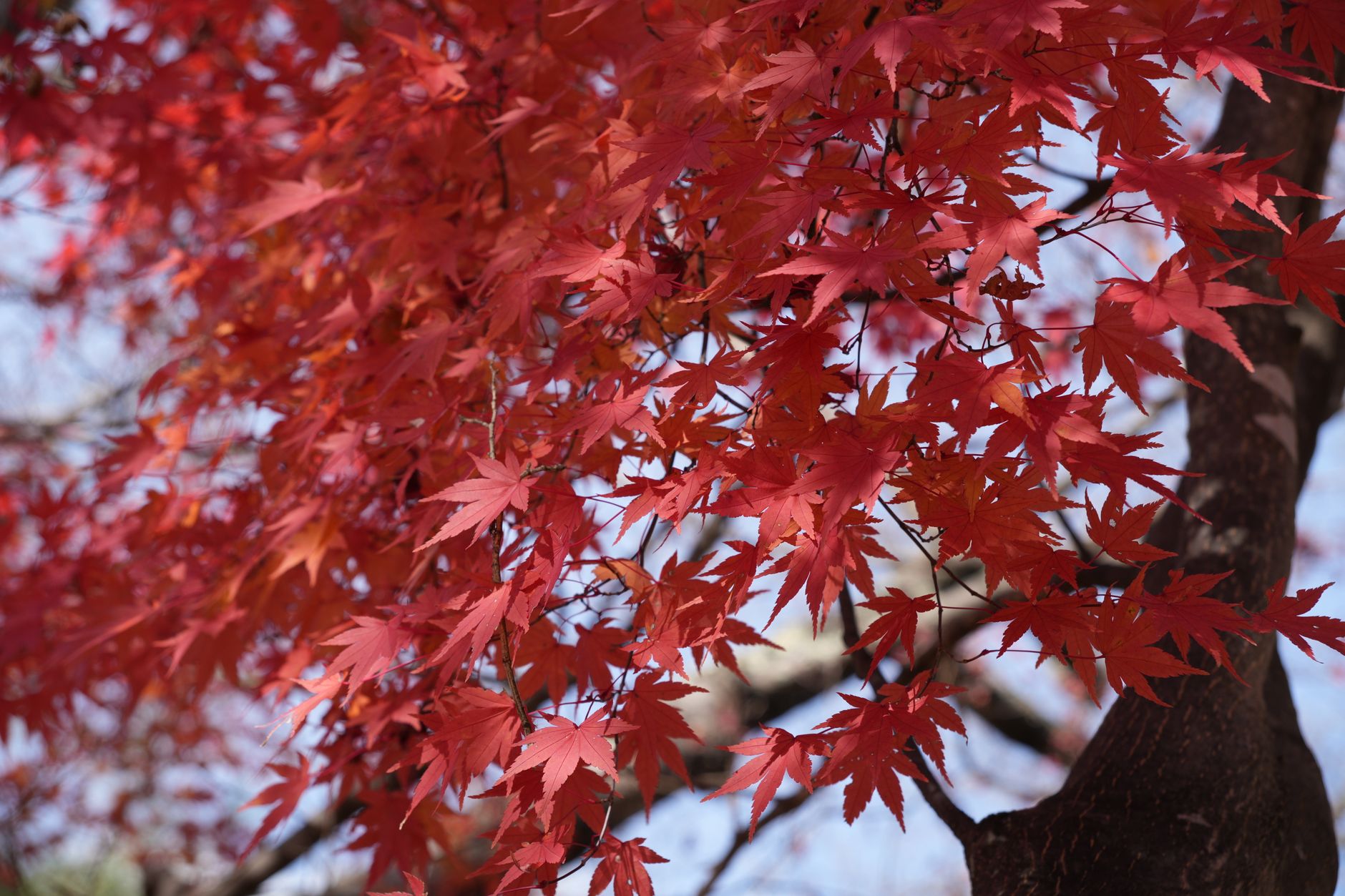 紅葉前線の進み方｜北から南、山から平地へ