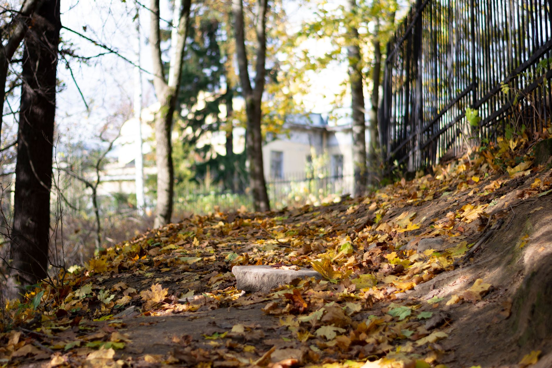 2026年の紅葉に行く日を決めるコツ
