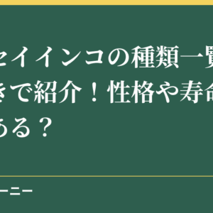 セキセイインコの種類一覧を写真付きで紹介！性格や寿命の違いはある？