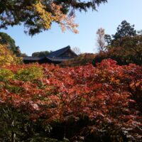 関西の紅葉2026｜11月の見頃と府県別おすすめ名所・ライトアップ
