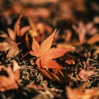 昭和記念公園の紅葉2026｜見頃・ライトアップ・行き方を解説