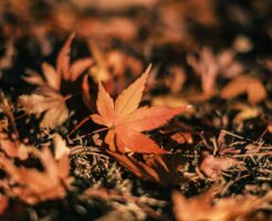 昭和記念公園の紅葉2026｜見頃・ライトアップ・行き方を解説